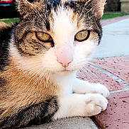 Kitty is registered to the contest to win money with this photo: cat, animal, pet, whiskers, close_up, outdoor, sidewalk, fur, face, ears, eyes, nose, paws, suburban, background_blur, nature, daylight, relaxed, mammal, domestic
