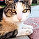 Kitty
