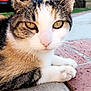 cat, animal, pet, whiskers, close_up, outdoor, sidewalk, fur, face, ears, eyes, nose, paws, suburban, background_blur, nature, daylight, relaxed, mammal, domestic