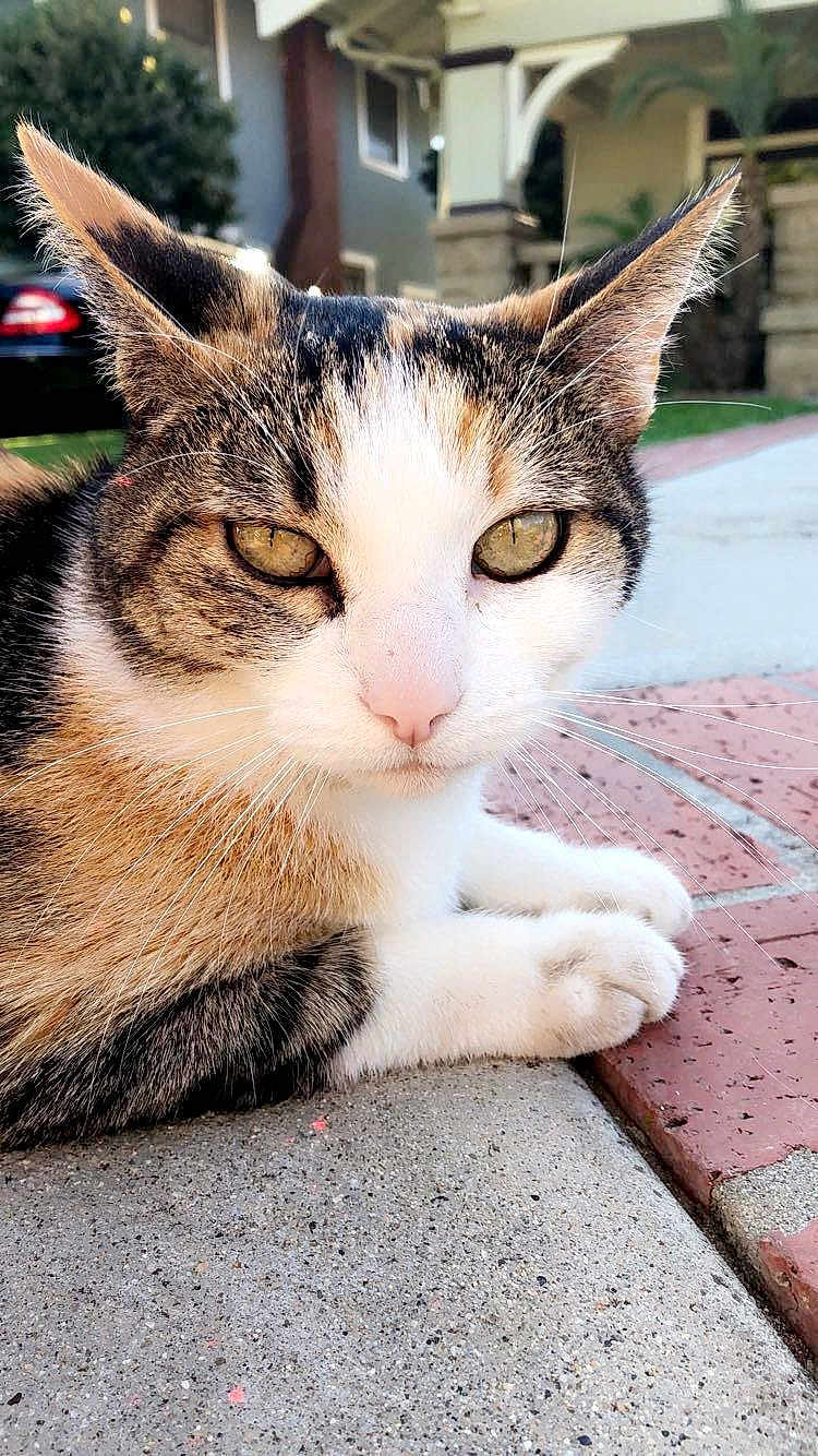 Kitty