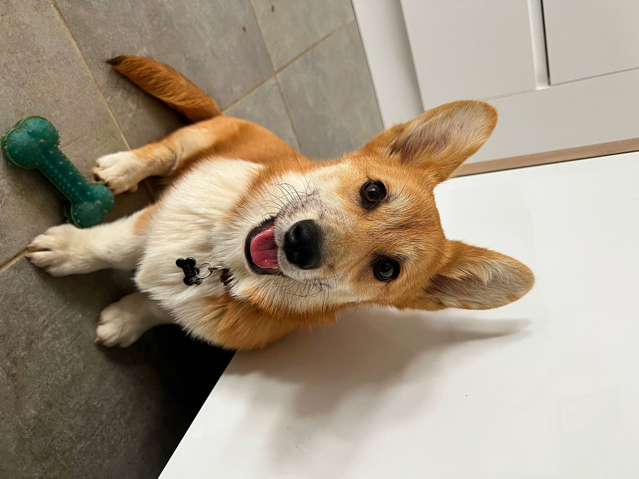 Tipsy a rejoint le concours — aidez-le/la à gagner de superbes lots ! canidae, carnivore, collar, comfort, companion_dog, dog, dog_breed, dog_collar, dog_supply, ear, fawn, fur, paw, snout, sporting_group, tail, terrestrial_animal, whiskers, wood, working_animal