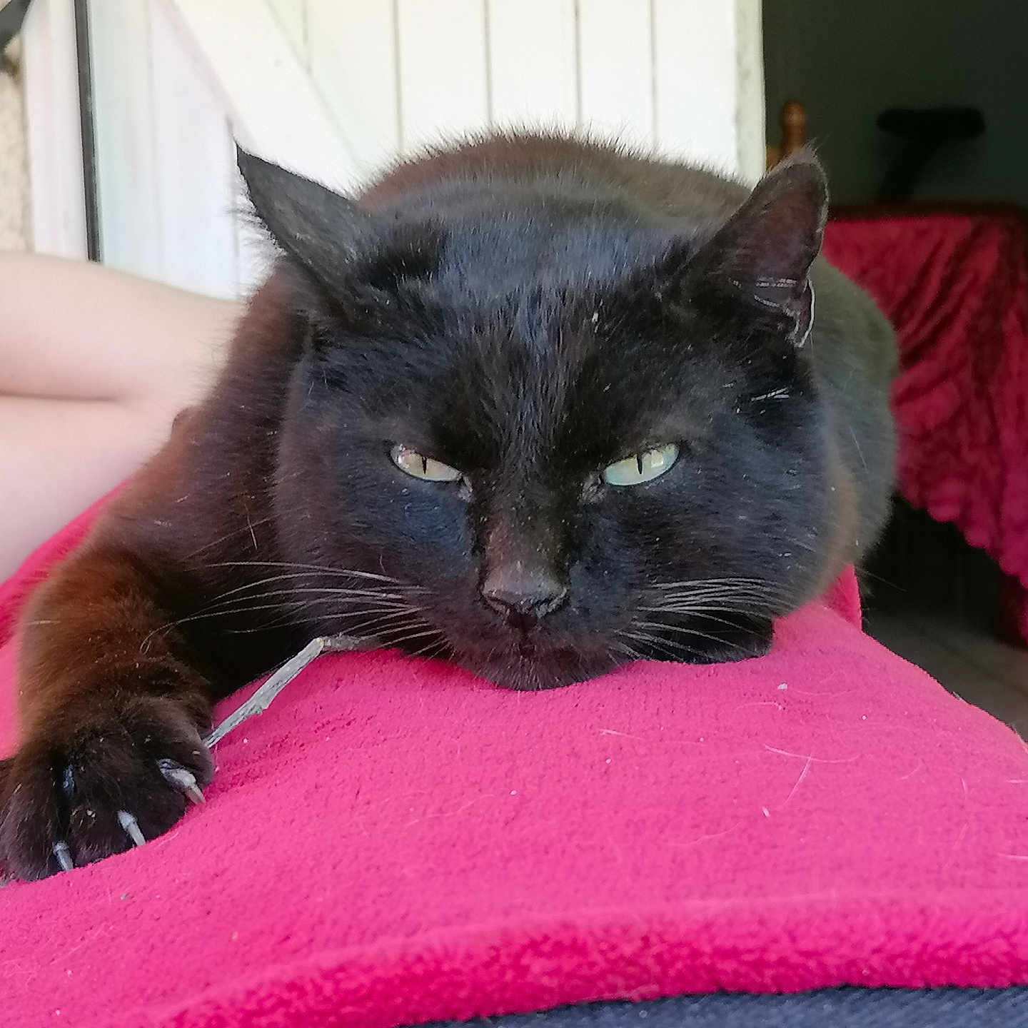 Couicoui a rejoint le concours — aidez-le/la à gagner de superbes lots ! abyssinian, animal, armchair, blackcat, blanket, cat, chair, couch, cushion, furniture, homedecor, kitten, manx, pet, siamese, towel