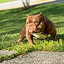 animal, brown, bulldog, canine, closeup, daytime, dog, grass, mammal, muscular, nature, outdoor, pet, pet_outdoor, portrait, short_hair, sidewalk, standing, sunlight, white