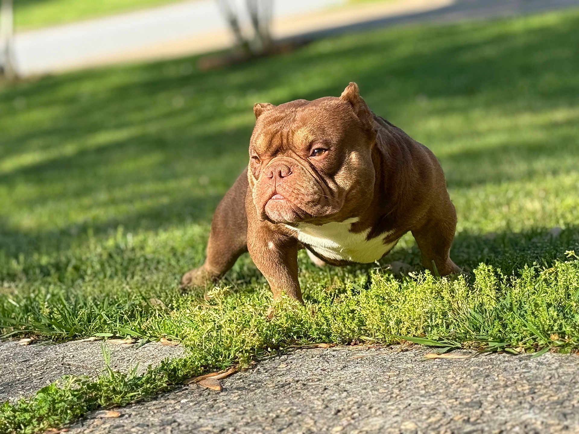Bishop