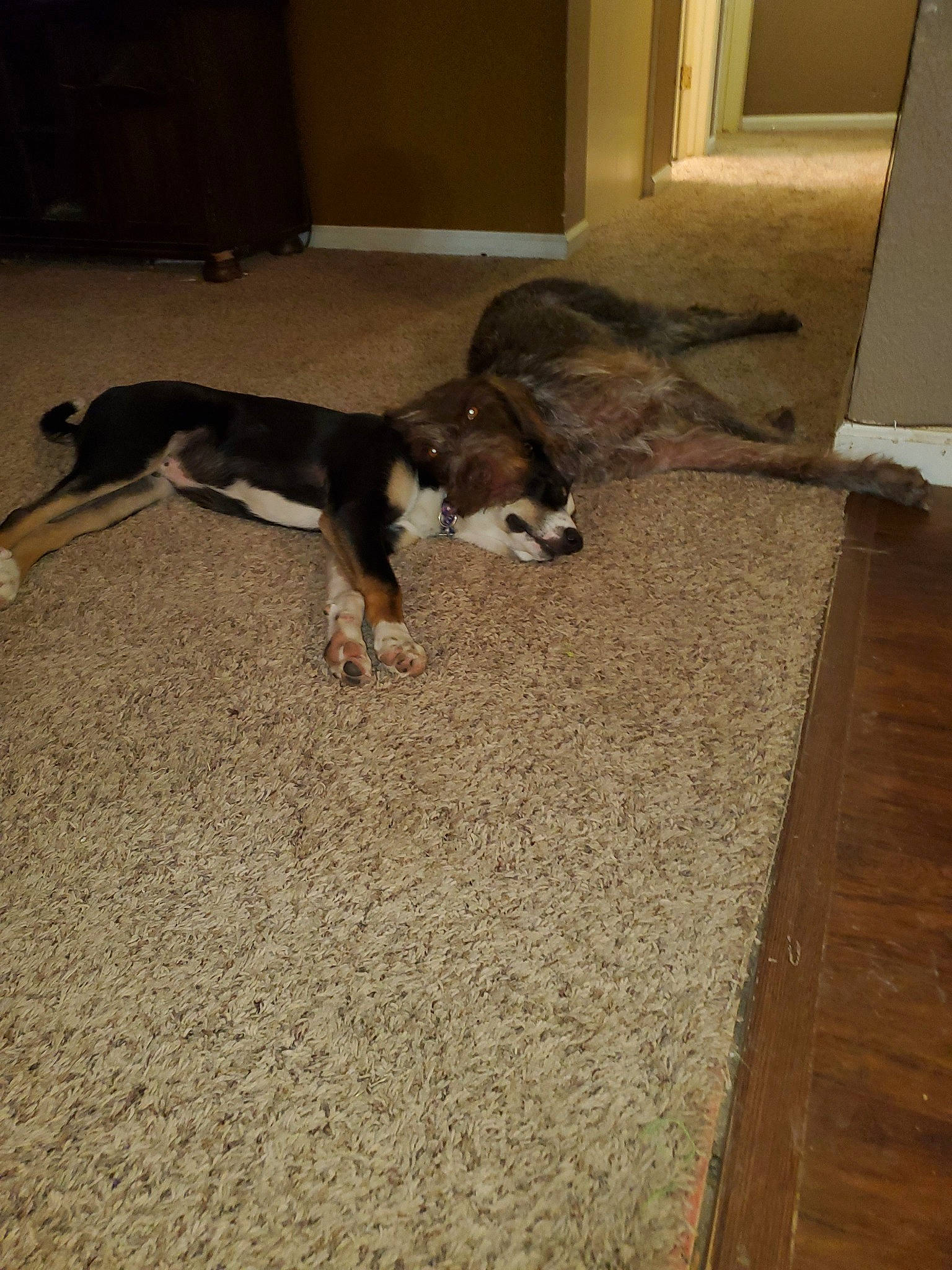 Farley is registered to the contest to win money with this photo: boston_terrier, canidae, carnivore, dog, dog_breed, fawn, floor, flooring, hardwood, italian_greyhound, mammal, non_sporting_group, tail, toy_dog