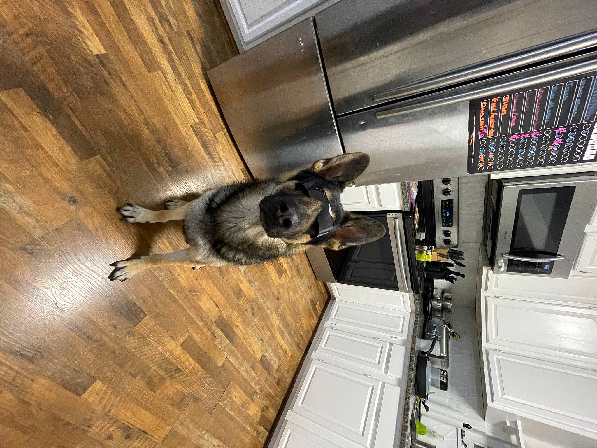 Guinness is registered to the contest to win money with this photo: aerospace_engineering, carnivore, cat, electrical_wiring, engineering, felidae, flooring, fur, hardwood, laminate_flooring, machine, plank, plywood, room, small_to_medium_sized_cats, tail, whiskers, wood, wood_flooring, wood_stain