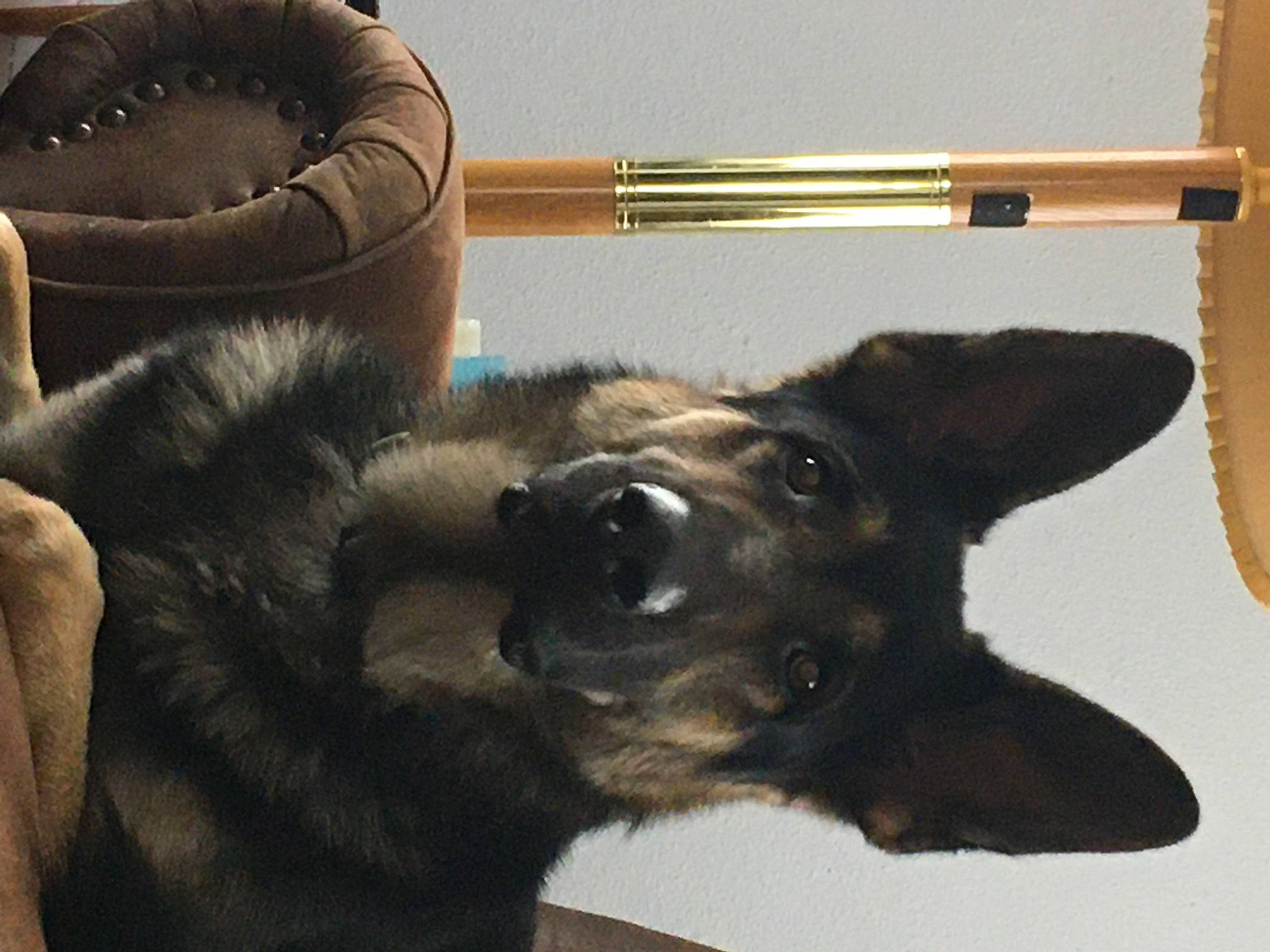 Guinness is registered to the contest to win money with this photo: canidae, carnivore, collar, comfort, companion_dog, dog, dog_breed, fawn, fur, german_shepherd_dog, guard_dog, paw, snout, sporting_group, tail, terrestrial_animal, whiskers, working_animal, working_dog