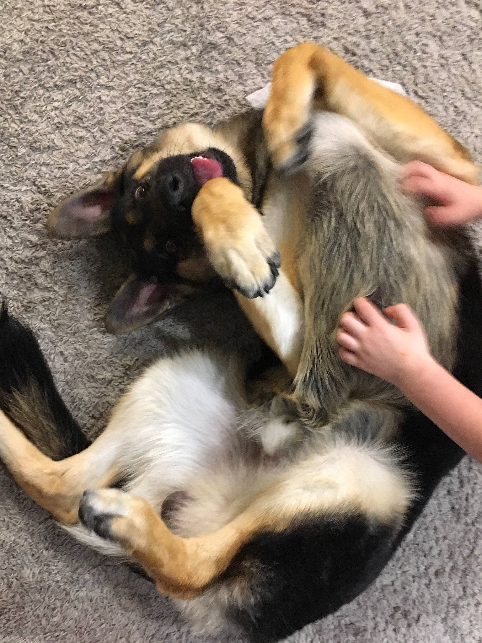 Guinness is registered to the contest to win money with this photo: canidae, carnivore, claw, comfort, companion_dog, dog, dog_breed, fawn, foot, fur, human_leg, nap, paw, snout, sporting_group, tail, working_dog