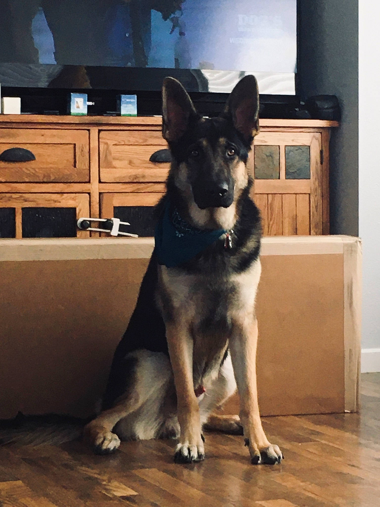 Guinness is registered to the contest to win money with this photo: cabinetry, carnivore, chest_of_drawers, companion_dog, dog, dog_breed, drawer, floor, flooring, fur, hardwood, herding_dog, home, snout, tail, television, whiskers, window, wood, working_animal