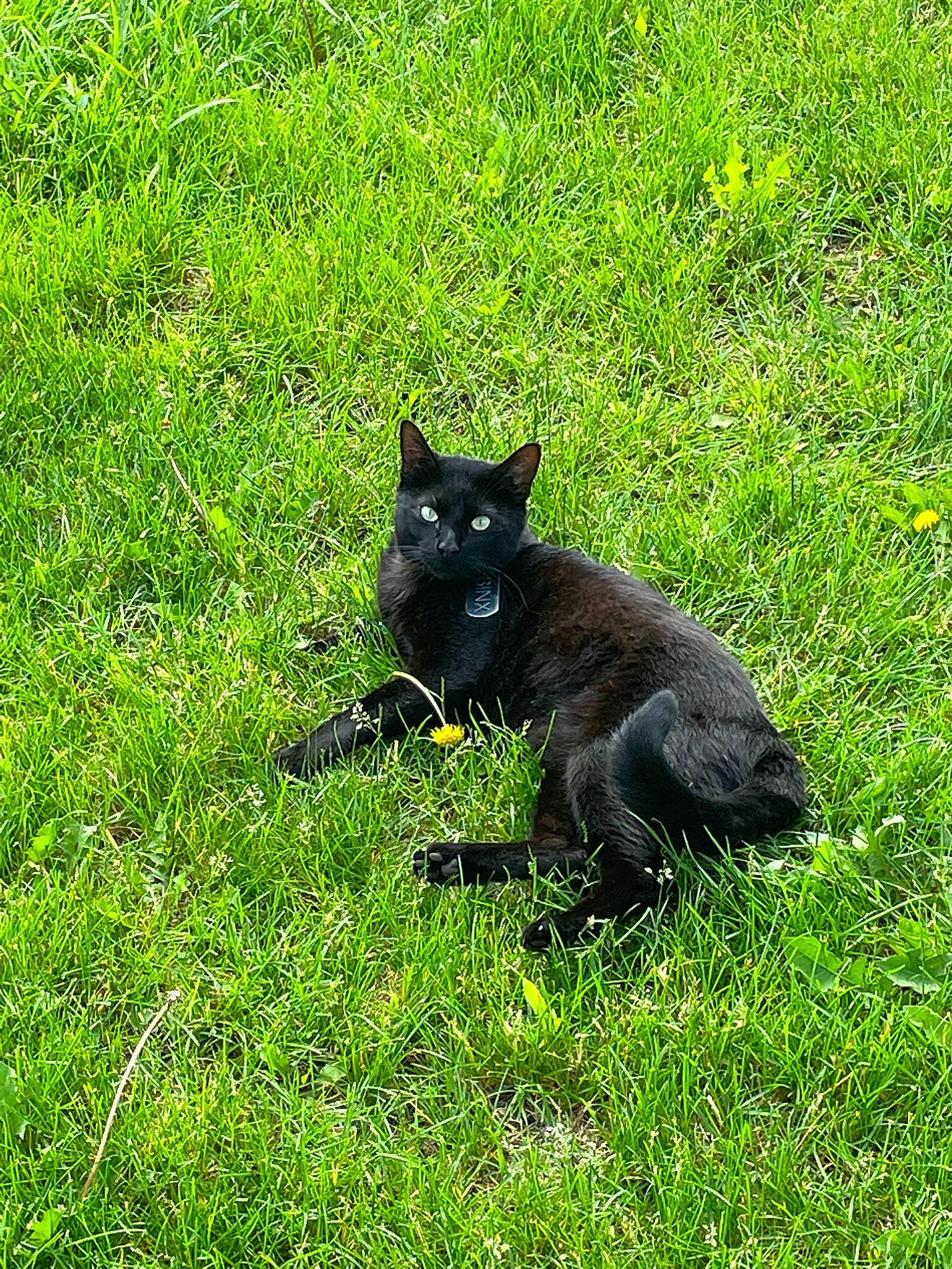 Binx joined the competition — help win amazing prizes! black_cat, bombay, canidae, carnivore, cat, dog_breed, domestic_short_haired_cat, felidae, fur, grass, grassland, groundcover, pasture, plant, small_to_medium_sized_cats, snout, tail, terrestrial_animal, tree, whiskers