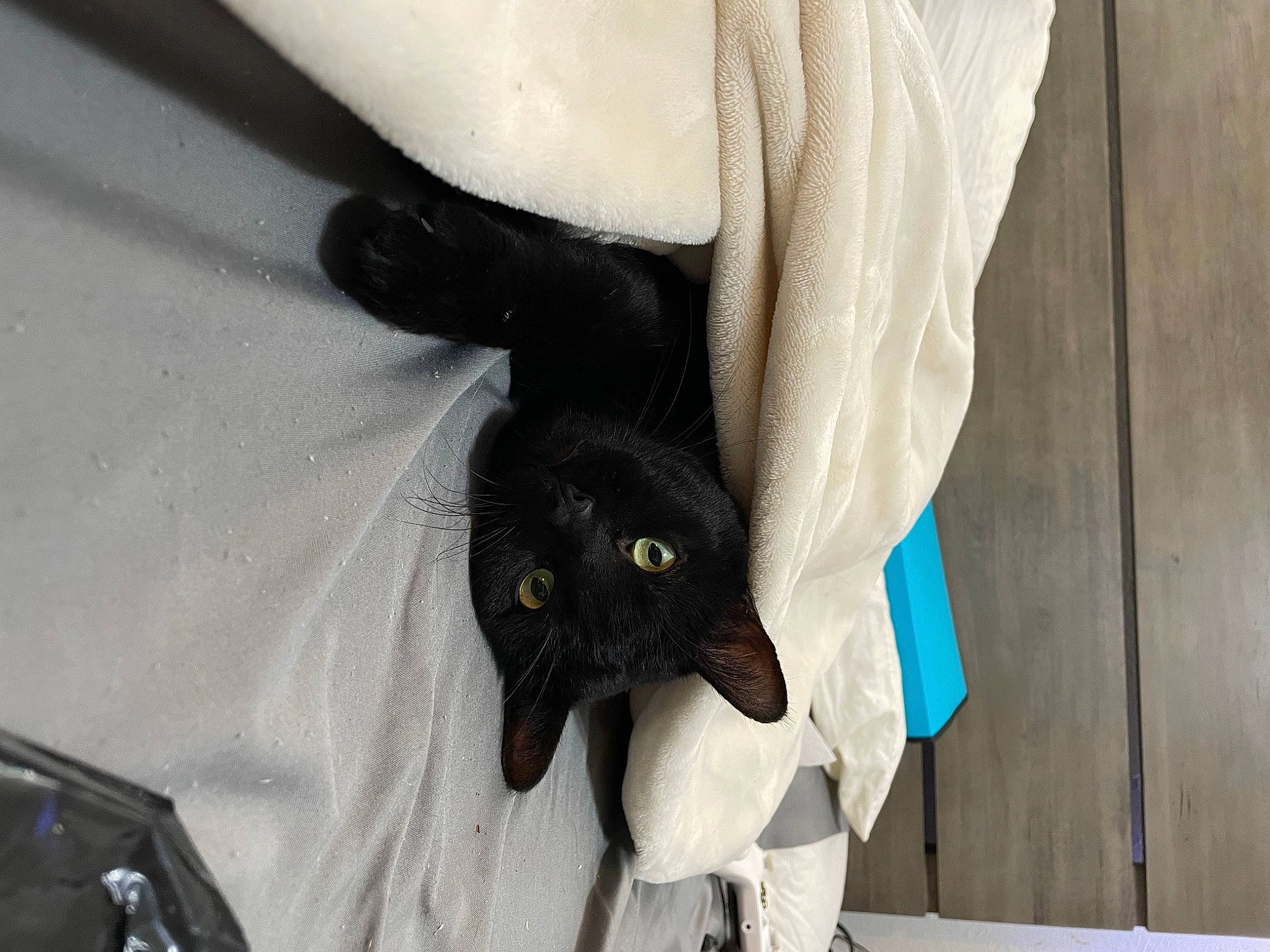 Binx is registered to the contest to win money with this photo: black_cat, bombay, canidae, carnivore, cat, claw, comfort, domestic_short_haired_cat, felidae, foot, fur, gesture, havana_brown, human_leg, paw, small_to_medium_sized_cats, snout, tail, whiskers