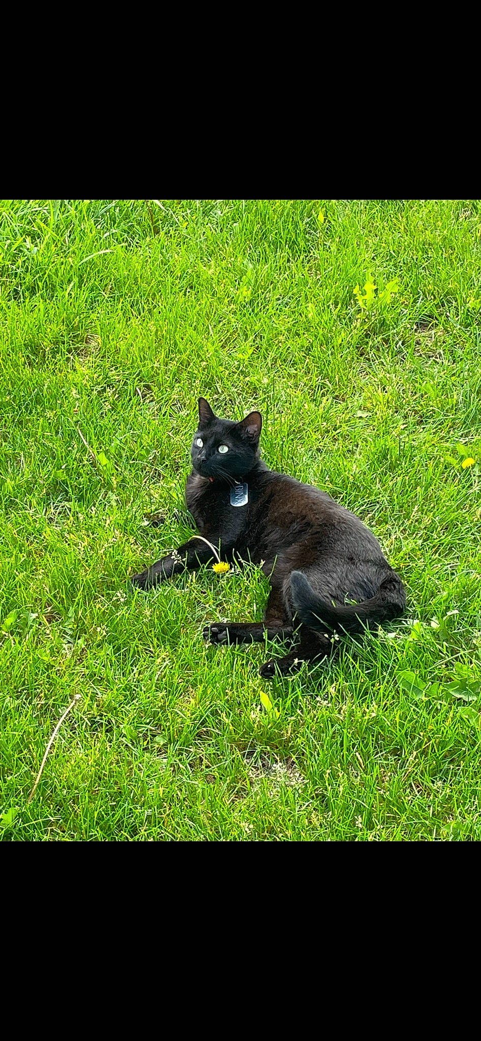 Binx joined the competition — help win amazing prizes! black_cat, bombay, carnivore, cat, dog_breed, domestic_short_haired_cat, felidae, fur, grass, grassland, groundcover, herbaceous_plant, lawn, pasture, plant, small_to_medium_sized_cats, tail, terrestrial_animal, tree, whiskers