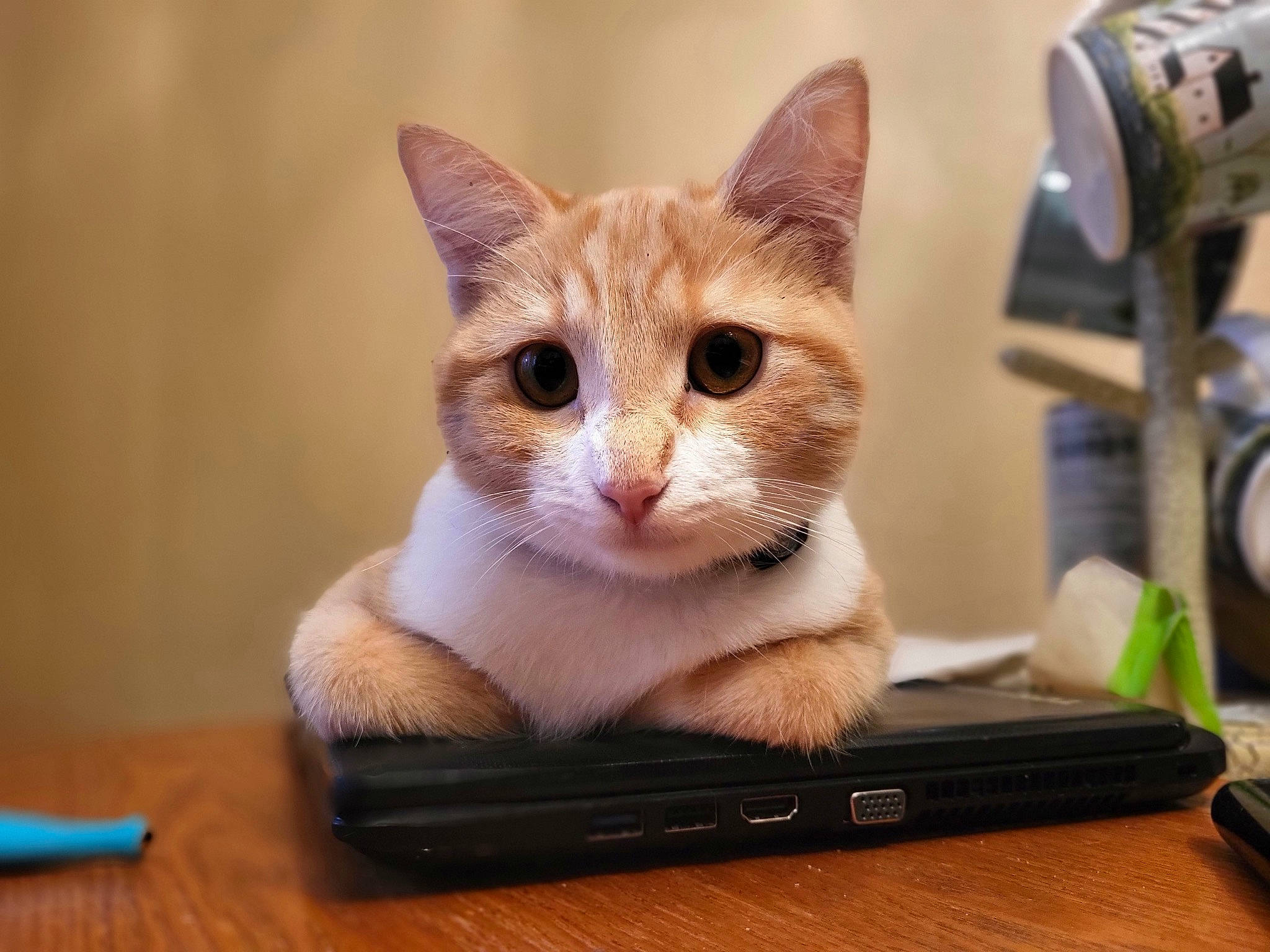 Pumpkin is registered to the contest to win money with this photo: box, carnivore, cat, computer, display_device, domestic_short_haired_cat, felidae, fur, gadget, hardwood, laptop, multimedia, netbook, output_device, paw, personal_computer, small_to_medium_sized_cats, tail, whiskers, wood