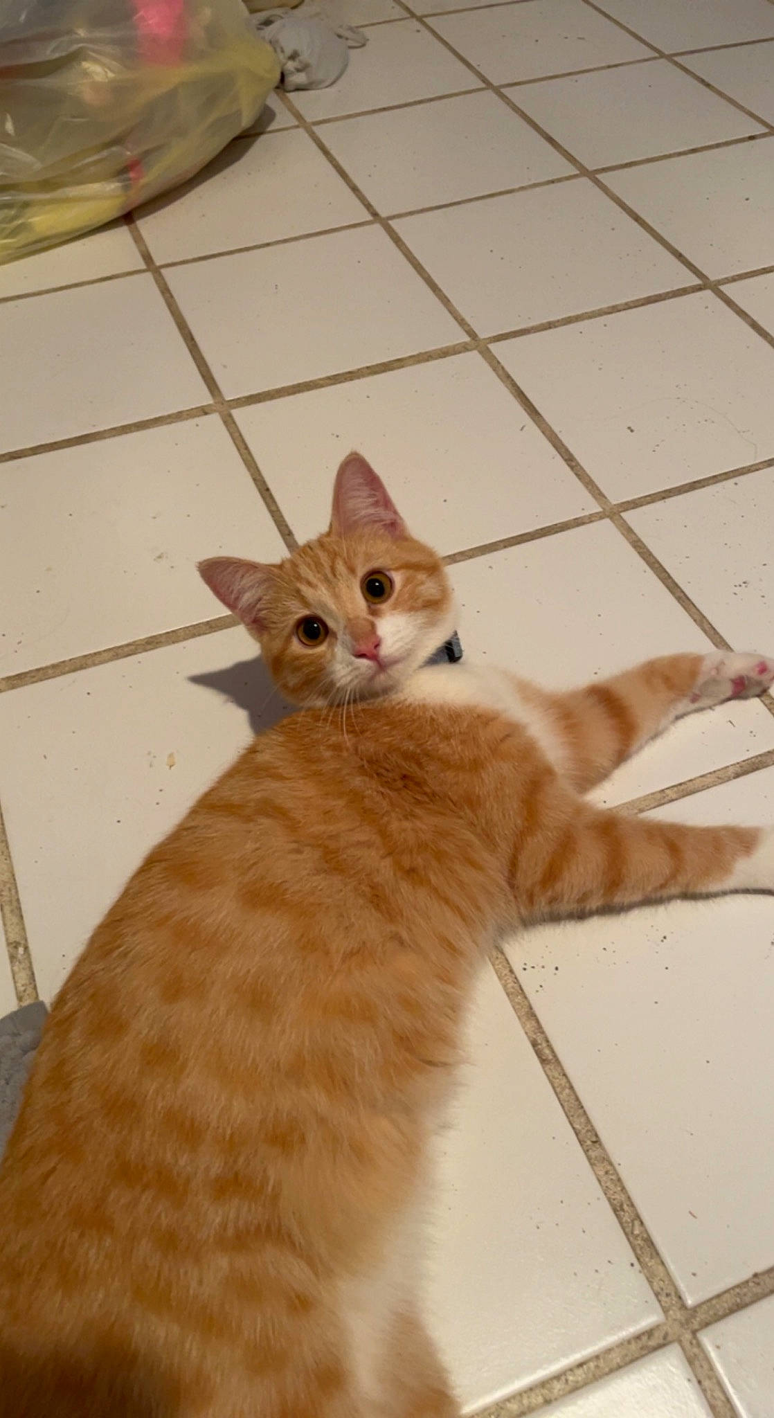 Pumpkin joined the competition — help win amazing prizes! beige, carnivore, cat, claw, domestic_short_haired_cat, fawn, felidae, flooring, fur, hardwood, iris, paw, sitting, small_to_medium_sized_cats, snout, tail, terrestrial_animal, whiskers, wood