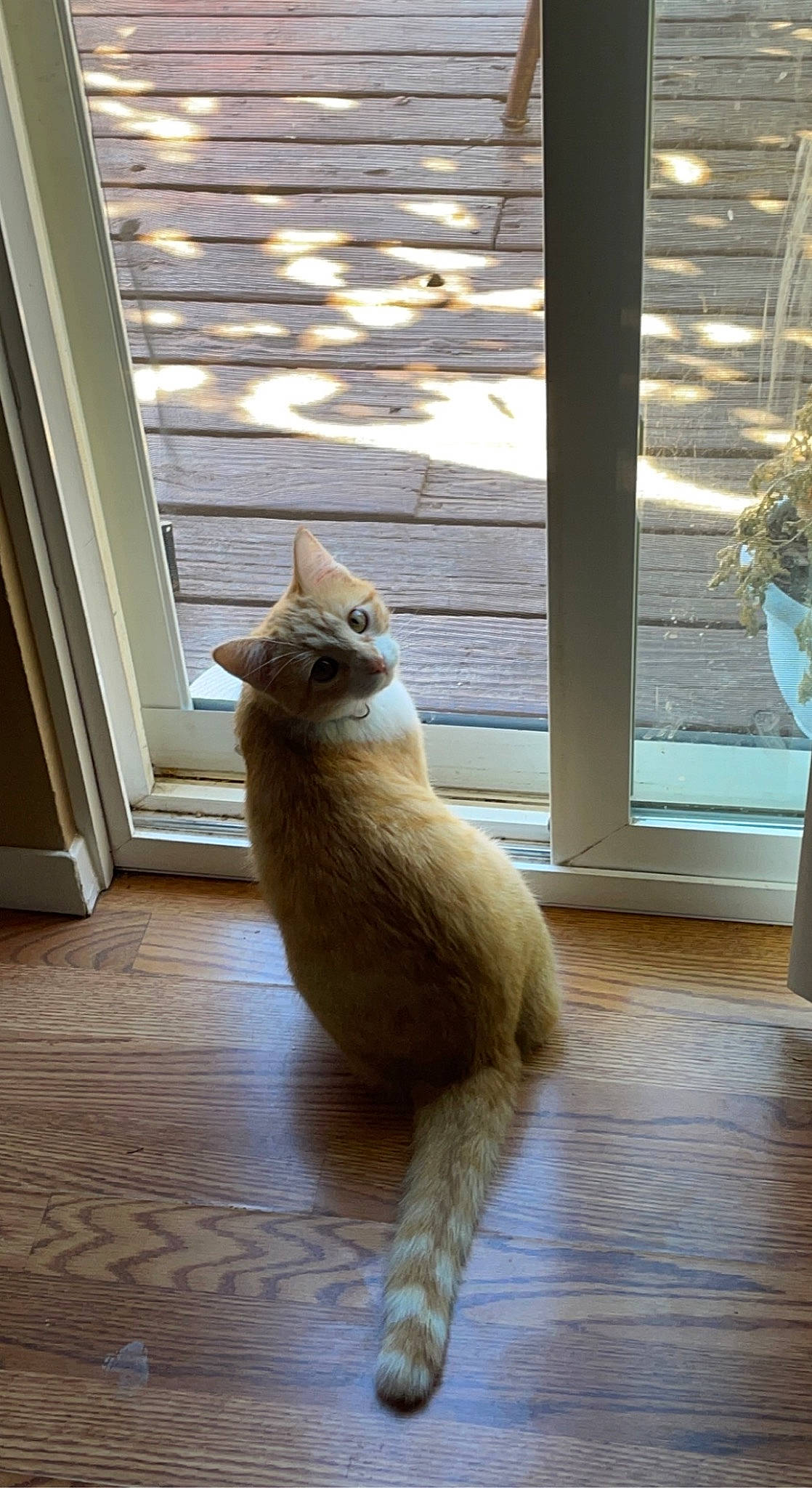 Pumpkin joined the competition — help win amazing prizes! canidae, carnivore, cat, domestic_short_haired_cat, fawn, felidae, floor, flooring, fur, hardwood, leg, plant, small_to_medium_sized_cats, snout, tail, terrestrial_animal, whiskers, window, wood, wood_stain