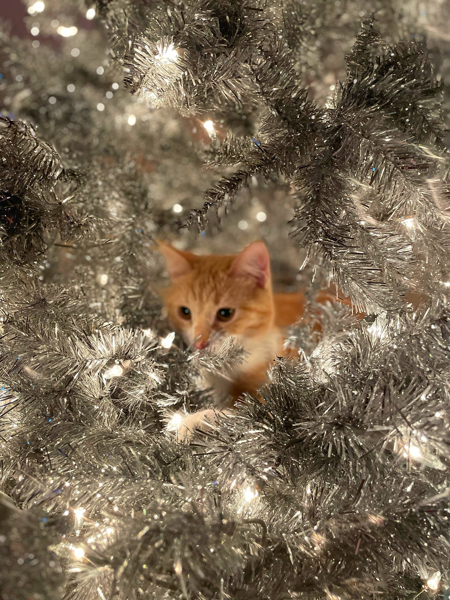Pumpkin is registered to the contest to win money with this photo: branch, carnivore, cat, christmas_ornament, evergreen, fawn, felidae, grass, larch, natural_landscape, organism, plant, small_to_medium_sized_cats, snout, terrestrial_animal, tree, twig, whiskers, wood, woody_plant