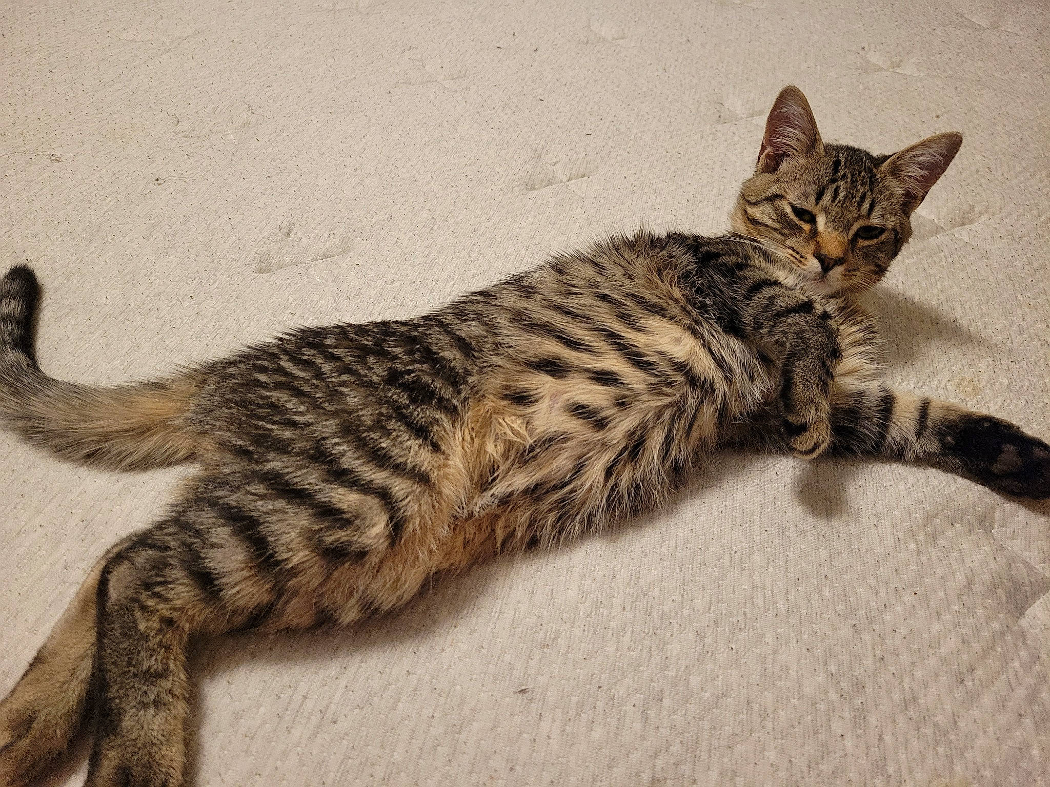 Goku joined the competition — help win amazing prizes! carnivore, cat, claw, domestic_short_haired_cat, fawn, felidae, foot, fur, paw, sitting, small_to_medium_sized_cats, snout, tail, terrestrial_animal, whiskers, wildlife