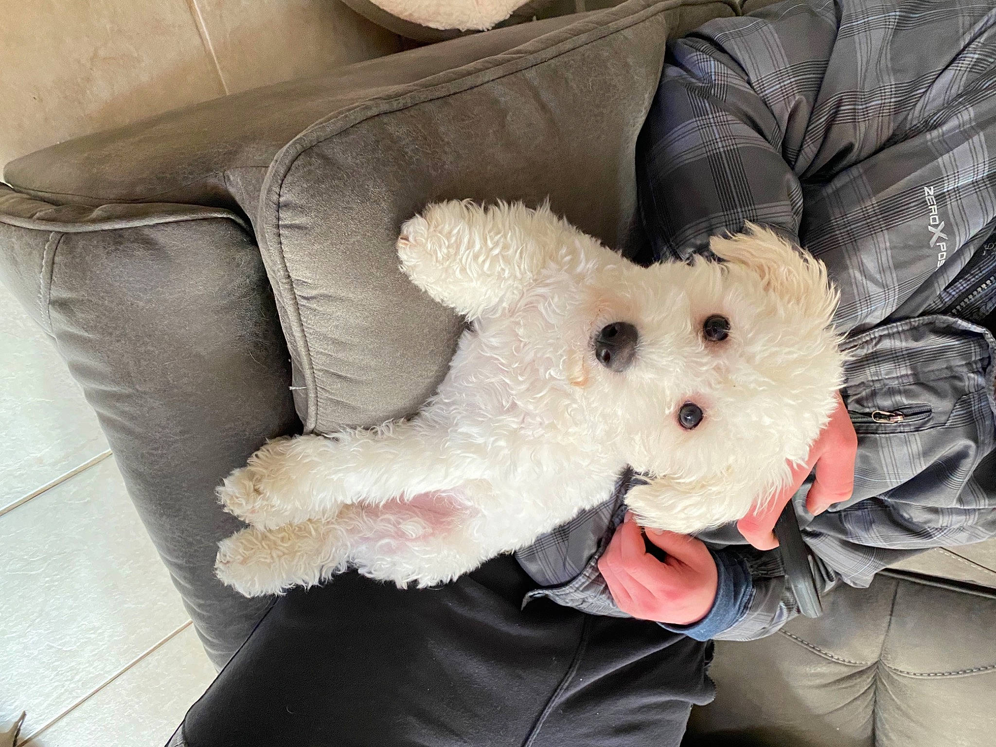 Jersey is registered to the contest to win money with this photo: bear, bow_tie, canidae, carnivore, comfort, companion_dog, couch, dog_breed, eye, fur, glasses, head, plush, snout, sporting_group, stuffed_toy, sunglasses, teddy_bear, toy, toy_dog