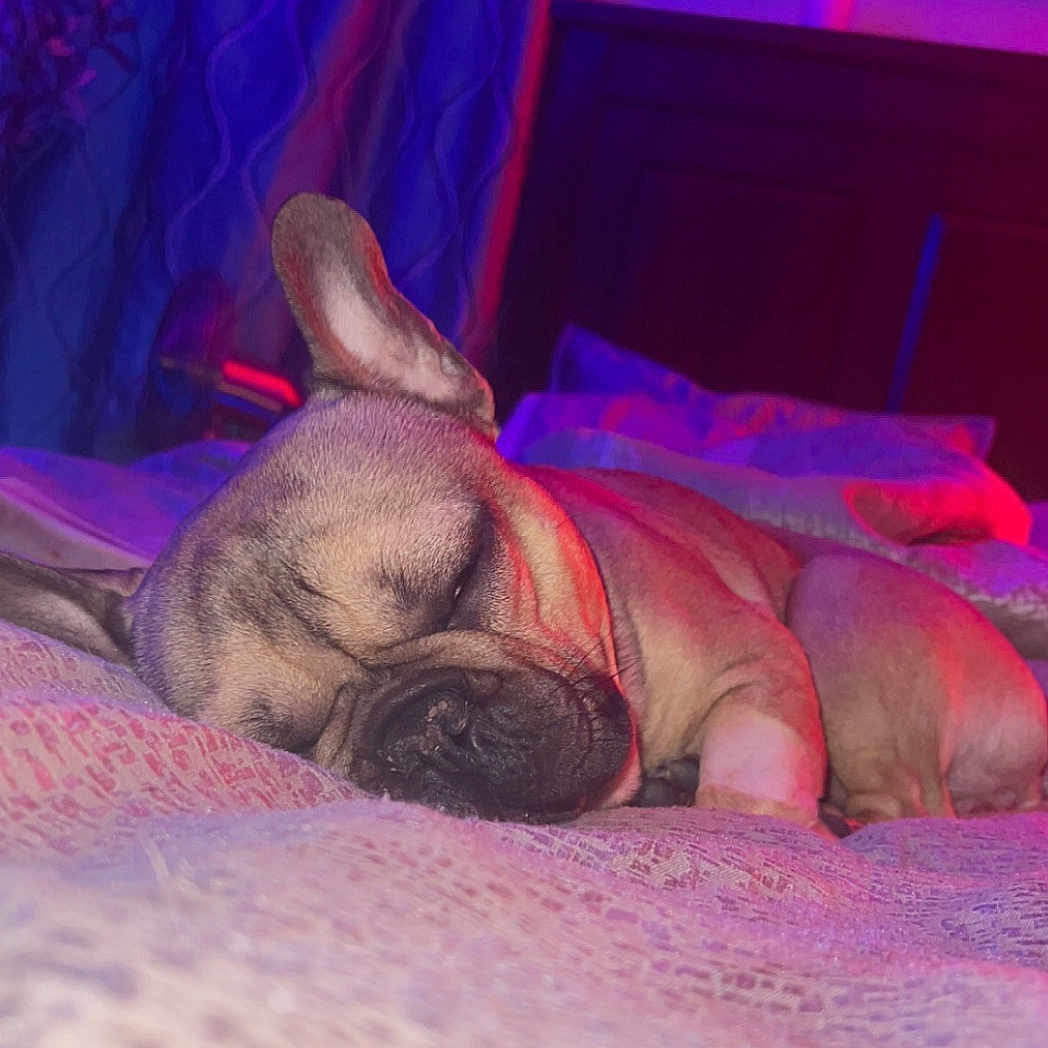 Enzo Kass is registered to the contest to win money with this photo: animal, bed, bedroom, blanket, bulldog, canine, dog, electronics, entertainmentcenter, frenchbulldog, furniture, indoors, pet, pitbull, pug, puppy, purple, room