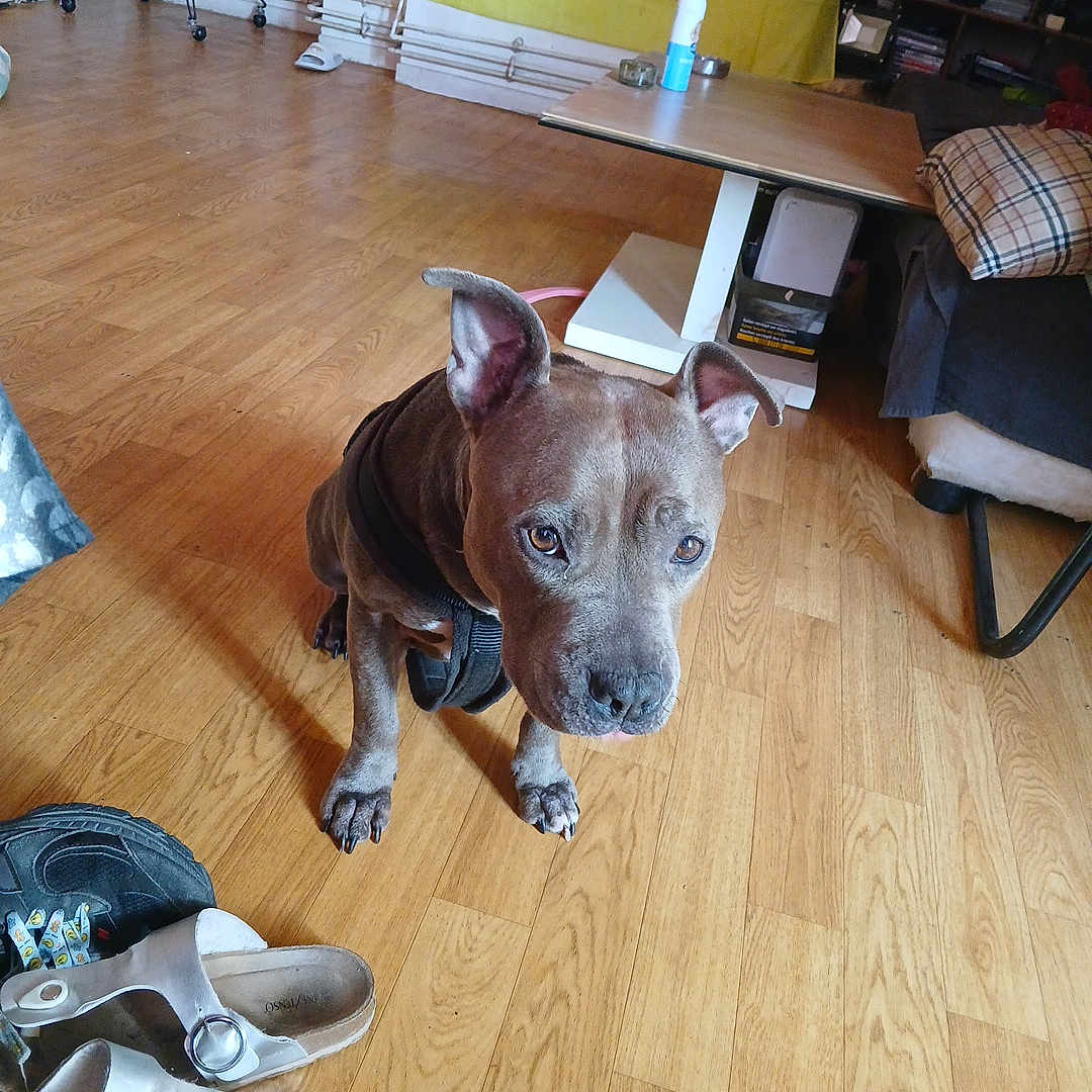Ruby a rejoint le concours — aidez-le/la à gagner de superbes lots ! animal, brown_dog, couch, curious, dog, domestic, ears, flag, flooring, furniture, home, indoor, leisure, pet, pillow, quiet, shoes, sitting, table, wooden_floor