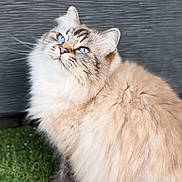 Vanille participe au concours pour gagner de l'argent avec cette photo : cat, fluffy, blue_eyes, feline, grass, outdoor, pet, animal, soft_fur, close_up, looking_up, cute, domestic_cat, whiskers, muzzle, ears, nature, portrait, furry, calm