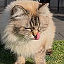 Vanille a rejoint le concours — aidez-le/la à gagner de superbes lots ! cat, fluffy, licking, grass, outdoor, sunlight, feline, pet, mane, closeup, muzzle, whiskers, paws, domestic_animal, animal, nature, relaxed, cute, fur, tabby