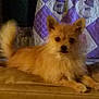 Pookie joined the competition — help win amazing prizes! canidae, carnivore, companion_dog, dog, dog_breed, fawn, german_spitz, german_spitz_klein, german_spitz_mittel, mammal, morkie, norwich_terrier, pomeranian, puppy, skin, snout, spitz, toy_dog, vertebrate, whiskers