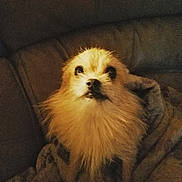 Pookie is registered to the contest to win money with this photo: canidae, carnivore, cavachon, cavapoo, companion_dog, dog, dog_breed, fur, maltese, mammal, morkie, norfolk_terrier, pomeranian, puppy, rare_breed_dog, schnoodle, snout, toy_dog, vertebrate, whiskers