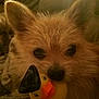 Pookie joined the competition — help win amazing prizes! cairn_terrier, canidae, carnivore, companion_dog, dog, dog_breed, ear, mammal, morkie, norwich_terrier, pomeranian, puppy, rare_breed_dog, snout, toy_dog, vertebrate, whiskers, yorkshire_terrier