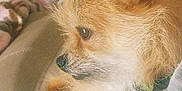Pookie is registered to the contest to win money with this photo: canidae, carnivore, companion_dog, dog, dog_breed, fawn, mammal, morkie, norwich_terrier, pomeranian, puppy, puppy_love, spitz, toy_dog
