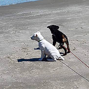 Misi Aka Mischief joined the competition — help win amazing prizes! beach, canidae, carnivore, dog, dog_breed, dog_walking, jack_russell_terrier, leash, non_sporting_group, pointer, sand, sporting_group, tail, vacation