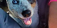 Lulu joined the competition — help win amazing prizes! canidae, carnivore, dog, dog_breed, feist, snout, street_dog
