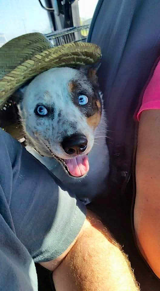 Lulu