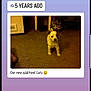 Lulu joined the competition — help win amazing prizes! canidae, carnivore, companion_dog, dog, dog_breed, golden_retriever, non_sporting_group, photo_caption, puppy, screenshot, sporting_group