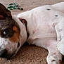 Lulu joined the competition — help win amazing prizes! canidae, carnivore, dog, dog_breed, ear, fawn, jack_russell_terrier, mammal, miniature_fox_terrier, puppy, puppy_love, rare_breed_dog, rat_terrier, ratonero_bodeguero_andaluz, russell_terrier, snout, street_dog, teddy_roosevelt_terrier, vertebrate