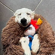 Yua a rejoint le concours — aidez-le/la à gagner de superbes lots ! animal, ball, canine, dog, face, football, head, person, pet, photography, plush, portrait, puppy, soccer, soccerball, sport, tennis, tennisball, toy, whitedog
