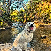 Yuha participe au concours pour gagner de l'argent avec cette photo : animal, canine, daytime, dog, forest, happy, landscape, nature, outdoor, pet, river, rock, scenic, smiling_dog, spotted_dog, sunlight, trees, water, white_dog, wildlife