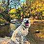animal, canine, daytime, dog, forest, happy, landscape, nature, outdoor, pet, river, rock, scenic, smiling_dog, spotted_dog, sunlight, trees, water, white_dog, wildlife