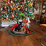 brown, cabinet, chair, christmas_tree, cozy, decorations, dog, dog_bed, festive, furniture, green, holiday, indoor, lights, living_room, ornaments, pet, red, small_dog, wooden_floor