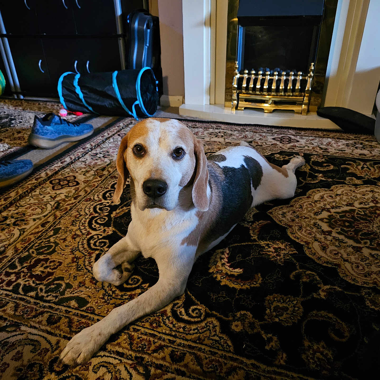 Jessie Pinkman is registered to the contest to win money with this photo: beagle, black, brown, carpet, dog, domestic_animal, fireplace, floor, furniture, home, indoor, living_room, lying_down, mammal, pet, resting, rug, shoe, toy, white