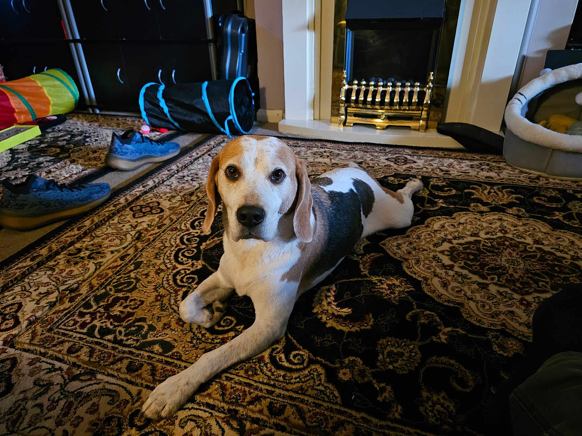 Jessie Pinkman is registered to the contest to win money with this photo: dog, beagle, carpet, rug, shoe, indoor, fireplace, toy, pet, floor, home, living_room, furniture, mammal, domestic_animal, resting, lying_down, brown, white, black