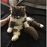 Titan a rejoint le concours — aidez-le/la à gagner de superbes lots ! cat, fluffy, relaxed, black_blanket, tattoo, arm, indoor, pet, feline, white_paws, long_fur, cozy, couch, resting, domestic_animal, animal, cute, companion, furry, sitting