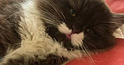 Titan a rejoint le concours — aidez-le/la à gagner de superbes lots ! cat, fluffy, bed, striped_bedspread, tongue_out, relaxed, indoor, feline, whiskers, cute, pet, animal, laying_down, fur, close_up, sleepy, domestic_cat, resting, soft, cozy
