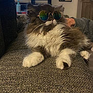 Titan participe au concours pour gagner de l'argent avec cette photo : cat, sunglasses, furniture, couch, indoor, pet, fluffy, relaxed, animal, companion, cozy, curious, texture, reflection, living_room, two_cats, domestic, whiskers, paw, resting
