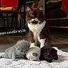 Titan participe au concours pour gagner de l'argent avec cette photo : cat, kitten, feline, indoor, animal, pet, towel, brown_cat, white_cat, black_kitten, gray_kitten, white_kitten, fur, cute, parent, watching, floor, chair, couch, text_overlay