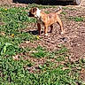 Suki a rejoint le concours — aidez-le/la à gagner de superbes lots ! dog, puppy, brown, white, grass, dirt, outdoor, plant, vehicle, alert, standing, nature, sunlight, shadow, canine, pet, young, animal, ground, daytime