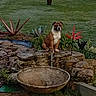 Suki a rejoint le concours — aidez-le/la à gagner de superbes lots ! dog, garden, stone, plants, grass, outdoor, bowl, rock, greenery, nature, pet, animal, brown, white, fence, yard, flower, shrub, landscape, leaves