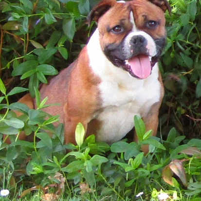 Suki a rejoint le concours — aidez-le/la à gagner de superbes lots ! dog, brown, white, tongue_out, happy, panting, greenery, plants, grass, outdoor, nature, pet, canine, leaf, garden, sunlight, animal, fur, portrait, smiling