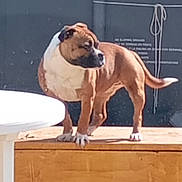 Suki participe au concours pour gagner de l'argent avec cette photo : dog, brown, white, standing, outdoor, wooden_platform, curious, rope, table, pet, animal, alert, daylight, fence, background, side_view, canine, domestic_animal, quiet, sunlight