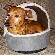 Choopy participe au concours pour gagner de l'argent avec cette photo : carnivoran, dog, dog_breed, dog_like_mammal, italian_greyhound, snout, street_dog